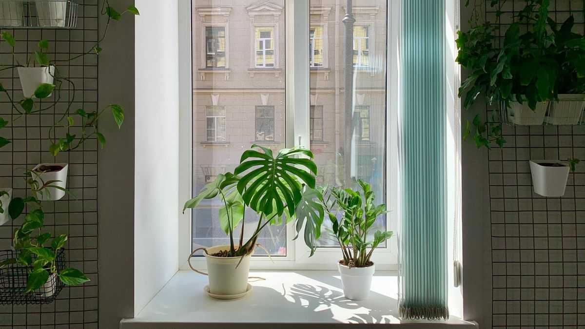 7 сонячних кімнатних рослин: світлоїдам не місце в тіні