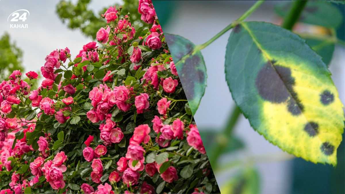 Чорна плямистість троянд: вражаючий секрет, що врятує ваші кущі від загибелі.
