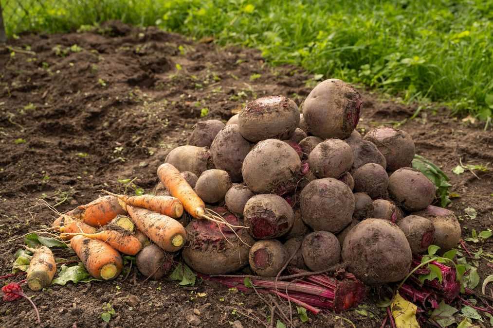 Солодкі коренеплоди: полийте моркву та буряк у червні для неймовірного врожаю!