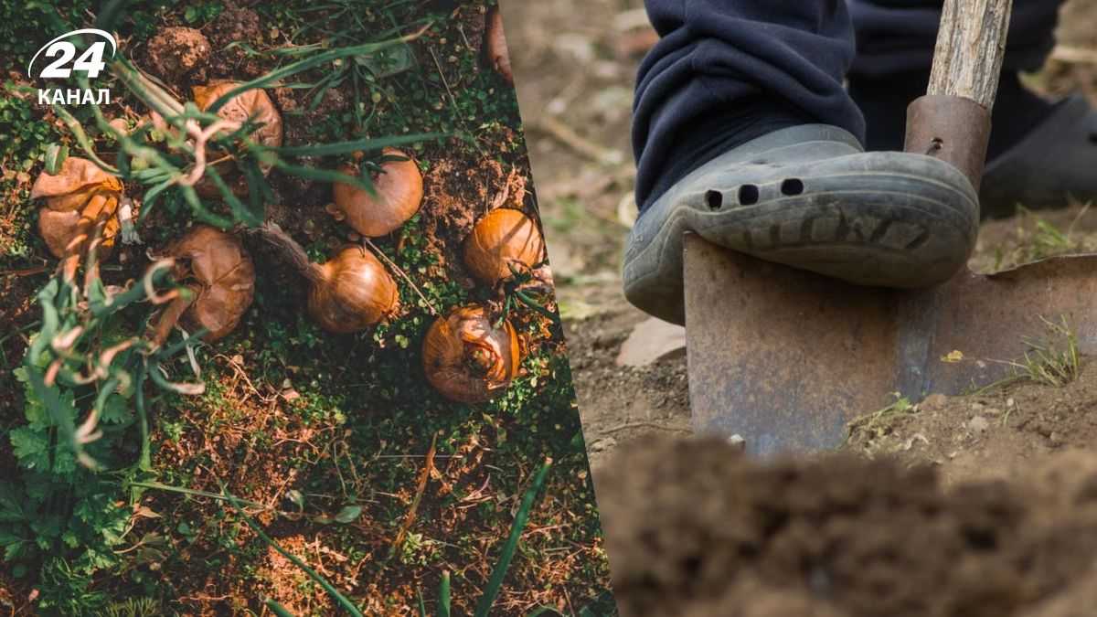 4 ознаки, що вже час викопувати озиму цибулю: не всі дачники знають