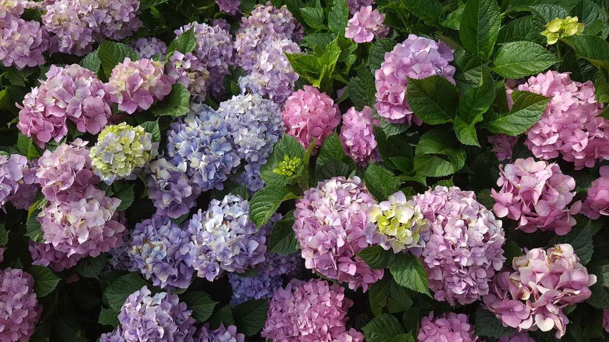 5 рослин-компаньйонів для гортензій: шалене цвітіння гарантоване!