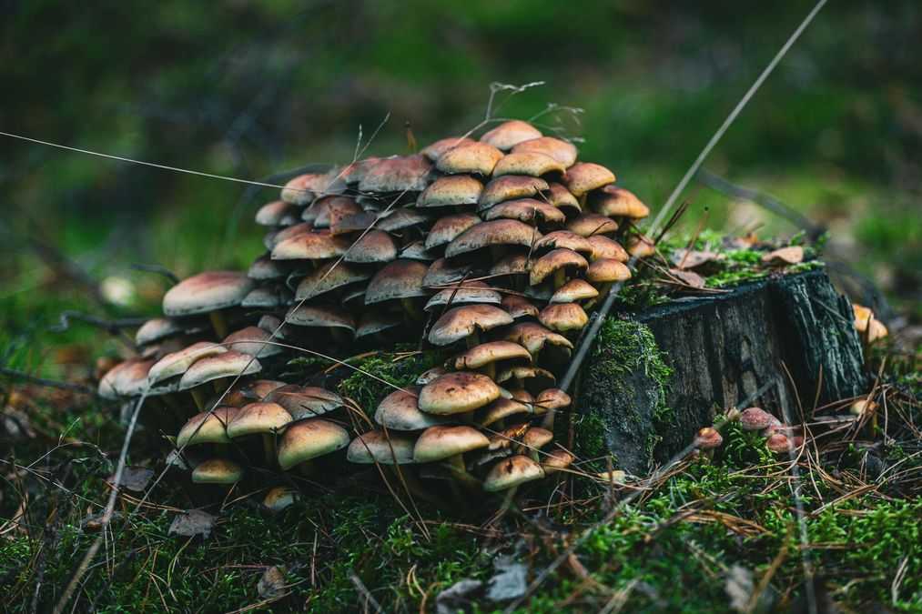 Не треба йти до лісу: 3 види грибів, які ростуть прямо на вашому подвір’ї чи в саду