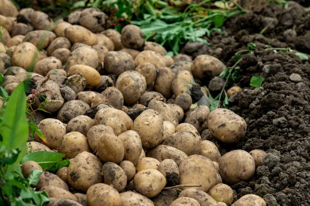 Посадка картоплі у вересні: Ірландський секрет раннього врожаю