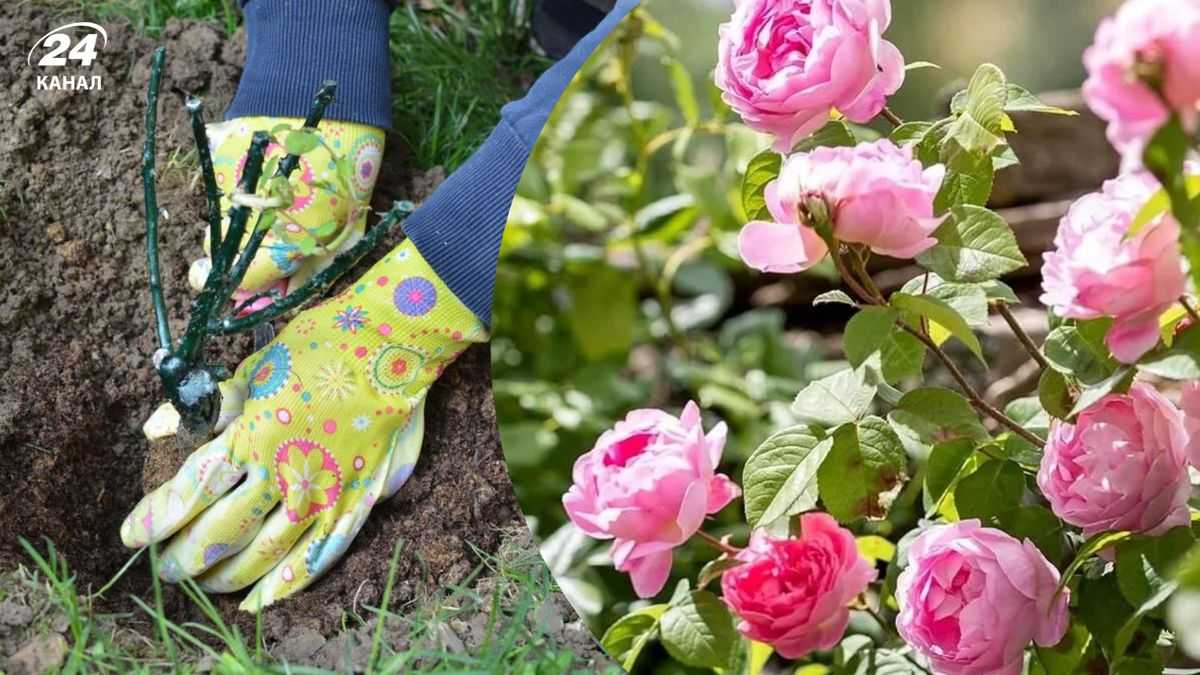 Як садити троянди восени: детальний посібник для початківців, що забезпечить пишне цвітіння.
